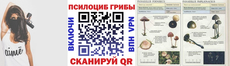 где купить наркоту  Избербаш  Псилоцибиновые грибы мицелий 